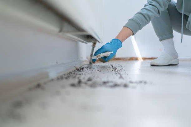 Wasp Removal Services in New Hope, OR